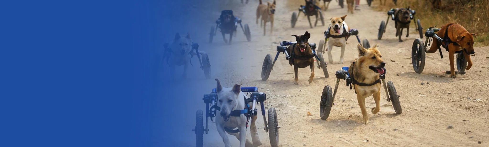 Empowering Every Pet's Journey